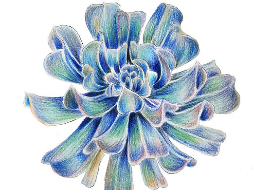 彩铅特玉莲绘画步骤！