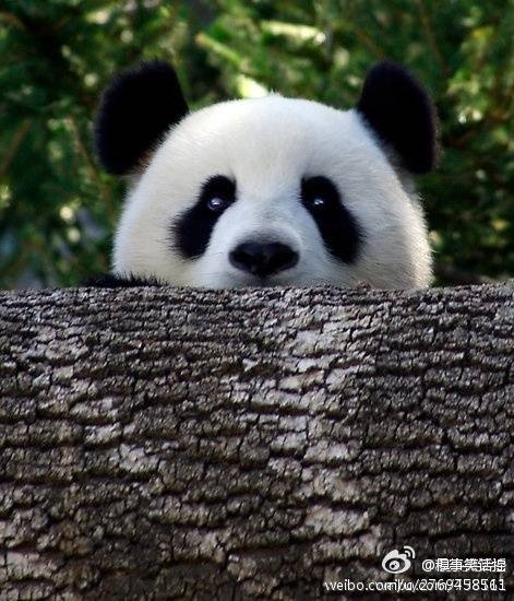 花開荼蘼毛毛的個人主頁（封面預覽） - 主頁封面設置 - 站酷設計師花開荼蘼毛毛原創(chuàng)素材 - 站酷ZCOOL