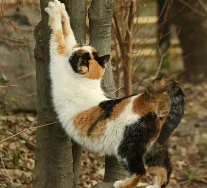 C級膠佬ZED的個人主頁（封面預(yù)覽） - 主頁封面設(shè)置 - 站酷設(shè)計(jì)師C級膠佬ZED原創(chuàng)素材 - 站酷ZCOOL