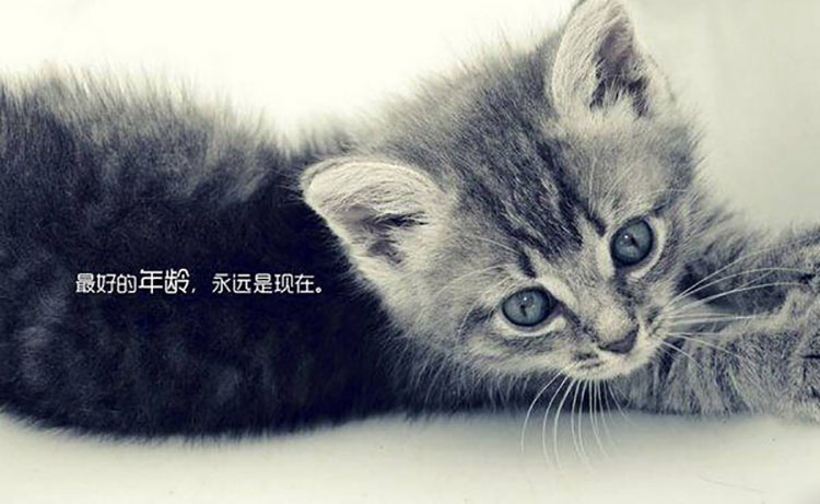 xutaotao的个人主页（封面预览） - 主页封面设置 - 站酷设计师xutaotao原创素材 - 站酷ZCOOL
