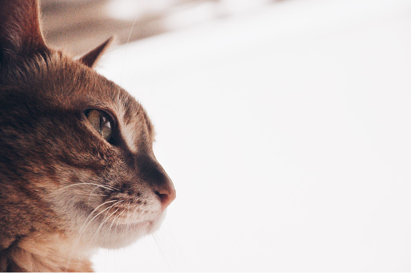 苏醒醒Su的个人主页（封面预览） - 主页封面设置 - 站酷设计师苏醒醒Su原创素材 - 站酷ZCOOL