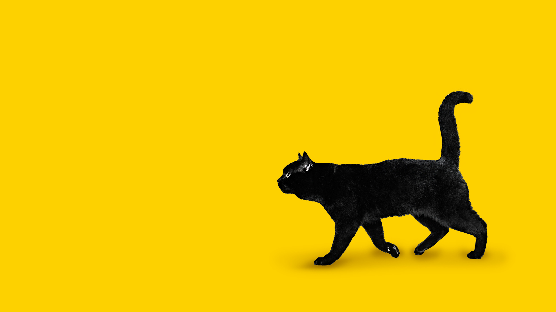 齙牙魚的個人主頁（封面預(yù)覽） - 主頁封面設(shè)置 - 站酷設(shè)計師齙牙魚原創(chuàng)素材 - 站酷ZCOOL