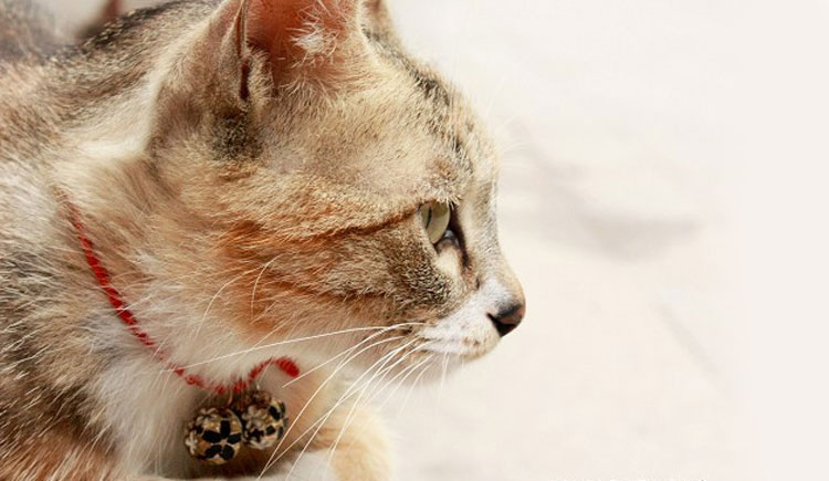 拾九張的個人主頁（封面預(yù)覽） - 主頁封面設(shè)置 - 站酷設(shè)計師拾九張原創(chuàng)素材 - 站酷ZCOOL