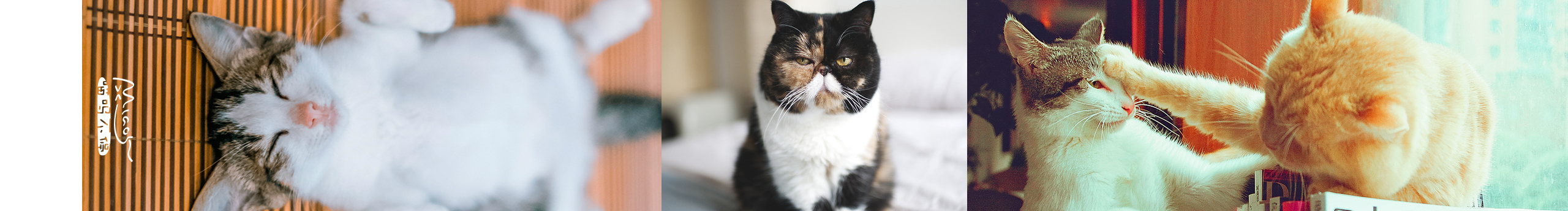 学不好不改网名的个人主页（封面预览） - 主页封面设置 - 站酷设计师学不好不改网名原创素材 - 站酷ZCOOL