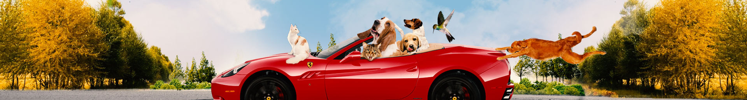 sakuraboy的個人主頁（封面預(yù)覽） - 主頁封面設(shè)置 - 站酷設(shè)計師sakuraboy原創(chuàng)素材 - 站酷ZCOOL