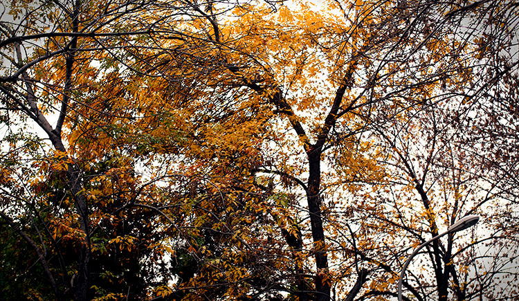 溜只鸭的个人主页（封面预览） - 主页封面设置 - 站酷设计师溜只鸭原创素材 - 站酷ZCOOL