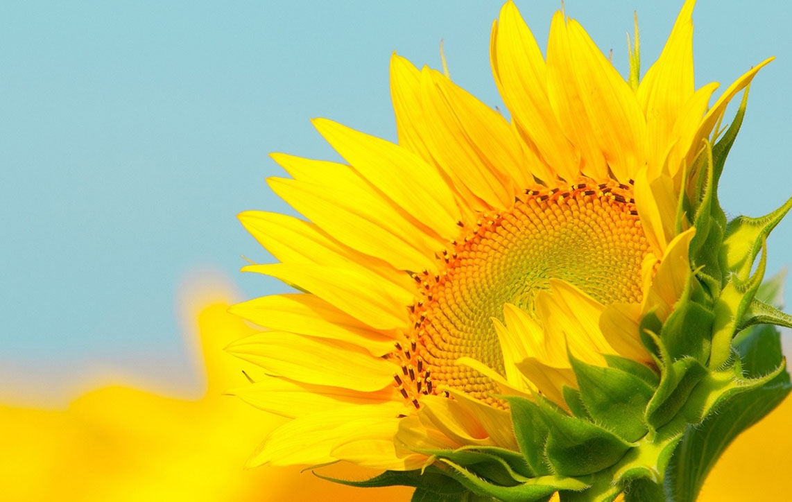 水瓶座刺猬的个人主页（封面预览） - 主页封面设置 - 站酷设计师水瓶座刺猬原创素材 - 站酷ZCOOL