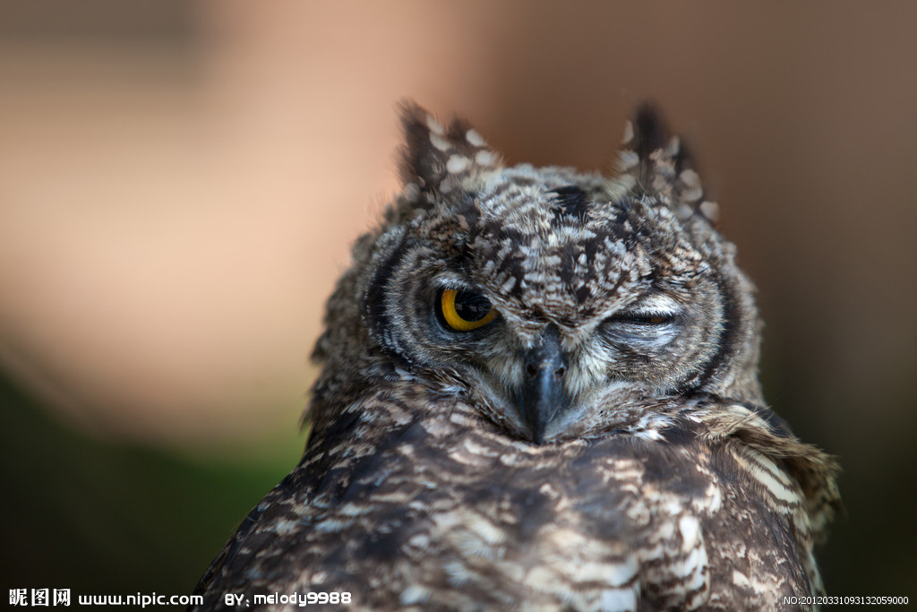 大文捷的个人主页（封面预览） - 主页封面设置 - 站酷设计师大文捷原创素材 - 站酷ZCOOL