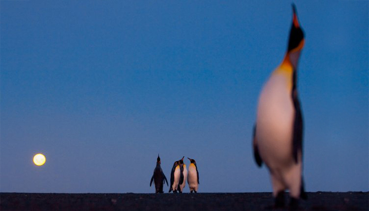 tangshuang0717的個人主頁（封面預(yù)覽） - 主頁封面設(shè)置 - 站酷設(shè)計(jì)師tangshuang0717原創(chuàng)素材 - 站酷ZCOOL