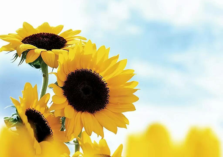 Ponyson的个人主页（封面预览） - 主页封面设置 - 站酷设计师Ponyson原创素材 - 站酷ZCOOL