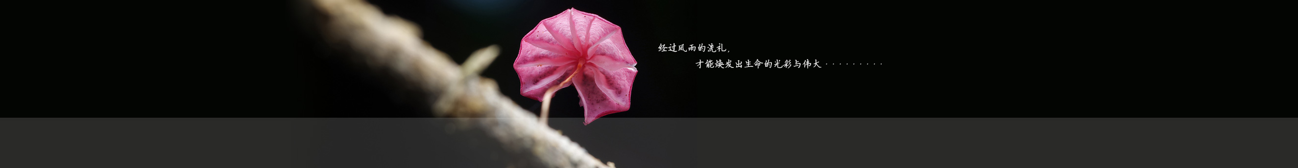 宮崎駿的小新mis的個人主頁（封面預覽） - 主頁封面設置 - 站酷設計師宮崎駿的小新mis原創(chuàng)素材 - 站酷ZCOOL