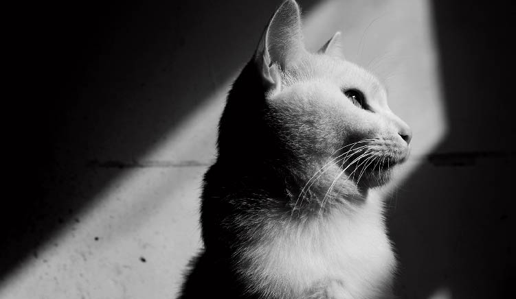 智小障的个人主页（封面预览） - 主页封面设置 - 站酷设计师智小障原创素材 - 站酷ZCOOL