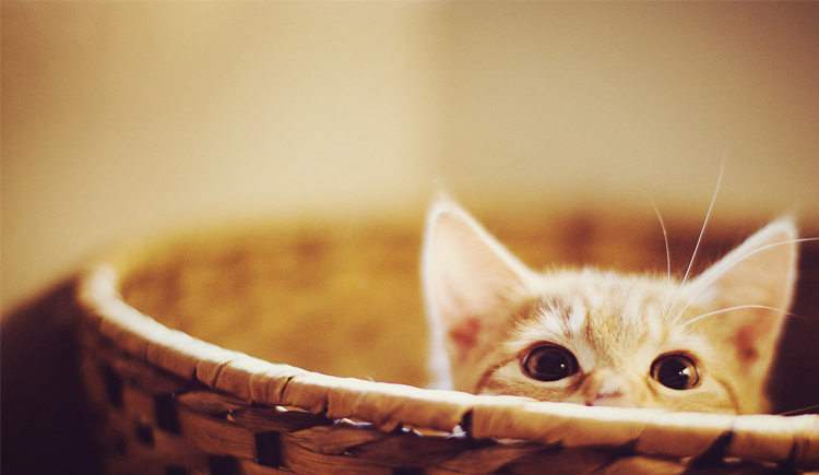 海沁的个人主页（封面预览） - 主页封面设置 - 站酷设计师海沁原创素材 - 站酷ZCOOL