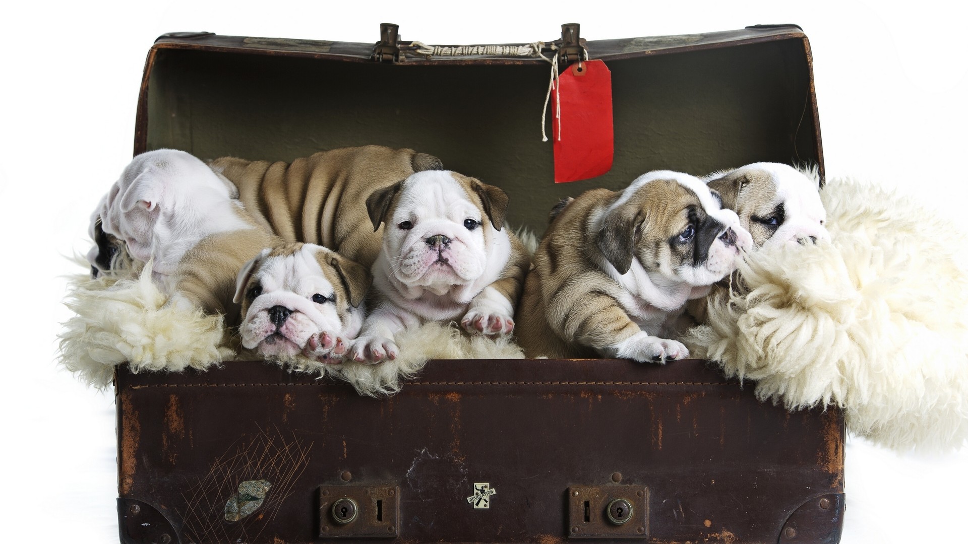 斗牛MAX的個人主頁（封面預(yù)覽） - 主頁封面設(shè)置 - 站酷設(shè)計師斗牛MAX原創(chuàng)素材 - 站酷ZCOOL