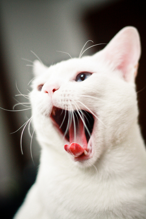 冉冉孤生竹的個(gè)人主頁（封面預(yù)覽） - 主頁封面設(shè)置 - 站酷設(shè)計(jì)師冉冉孤生竹原創(chuàng)素材 - 站酷ZCOOL