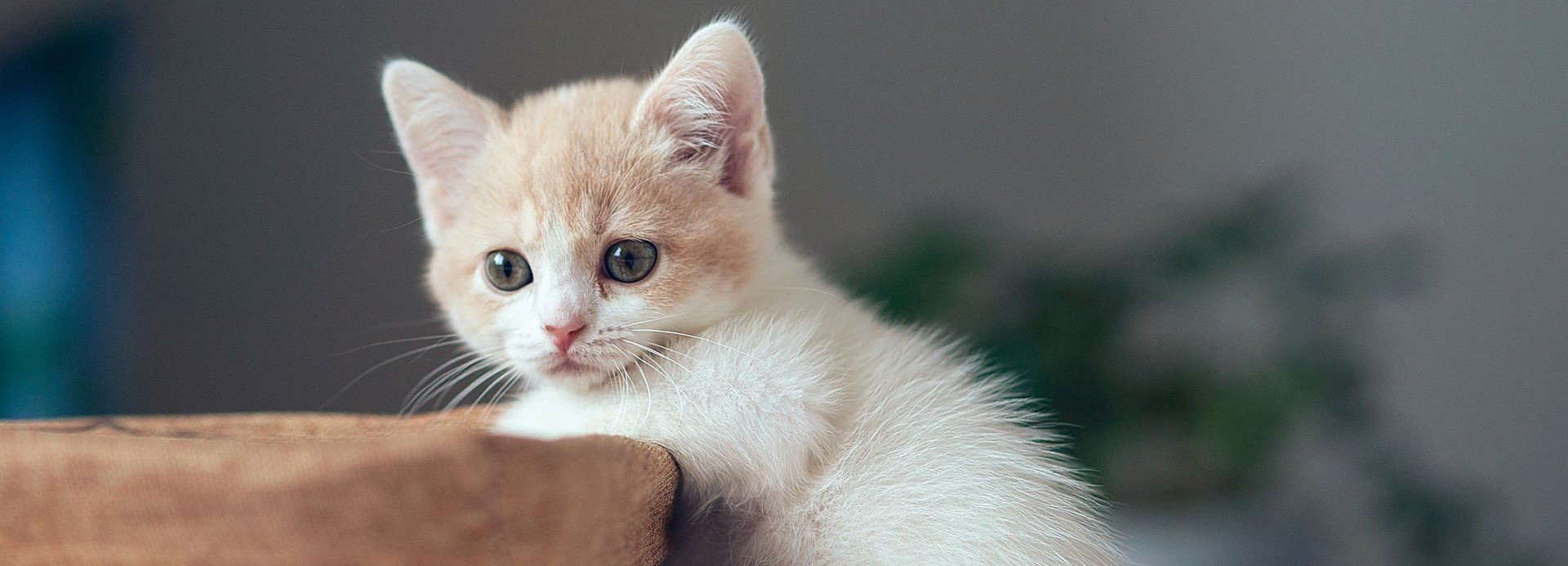 春天种子的个人主页（封面预览） - 主页封面设置 - 站酷设计师春天种子原创素材 - 站酷ZCOOL