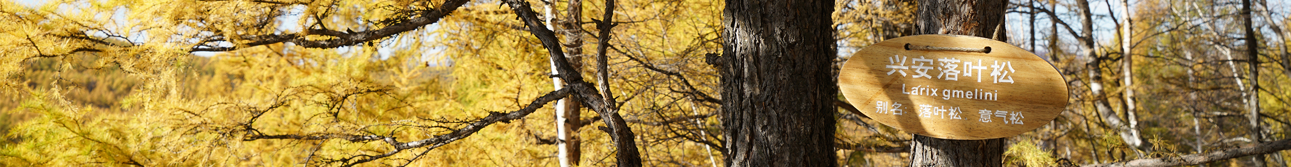 失眠的插畫師達(dá)達(dá)的個人主頁（封面預(yù)覽） - 主頁封面設(shè)置 - 站酷設(shè)計師失眠的插畫師達(dá)達(dá)原創(chuàng)素材 - 站酷ZCOOL