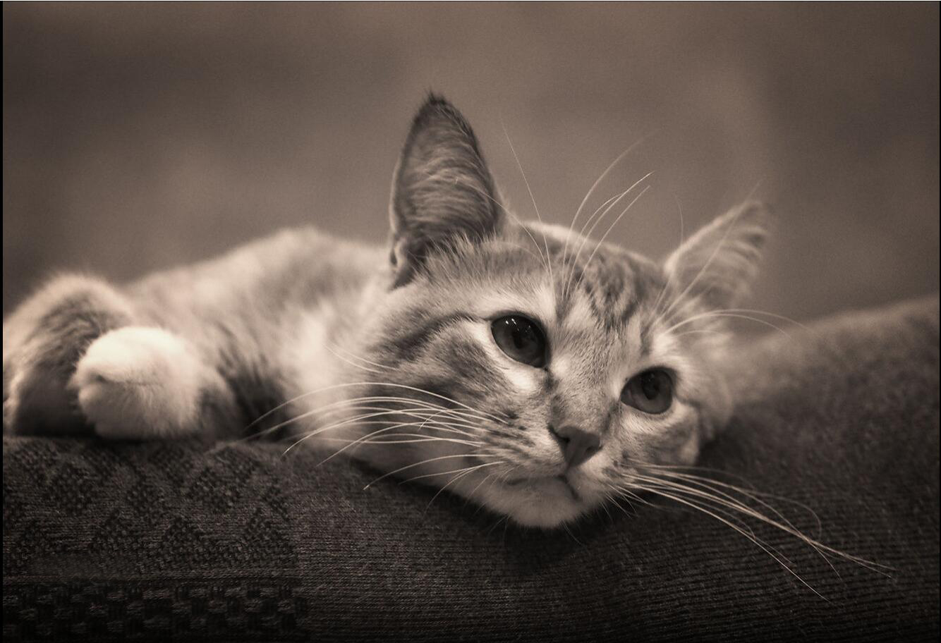 哔哩哔哩动漫的个人主页（封面预览） - 主页封面设置 - 站酷设计师哔哩哔哩动漫原创素材 - 站酷ZCOOL