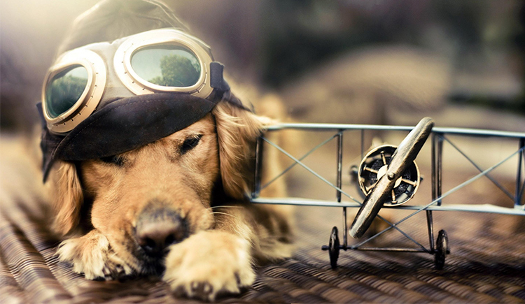 布丁是个萌妹子的个人主页（封面预览） - 主页封面设置 - 站酷设计师布丁是个萌妹子原创素材 - 站酷ZCOOL