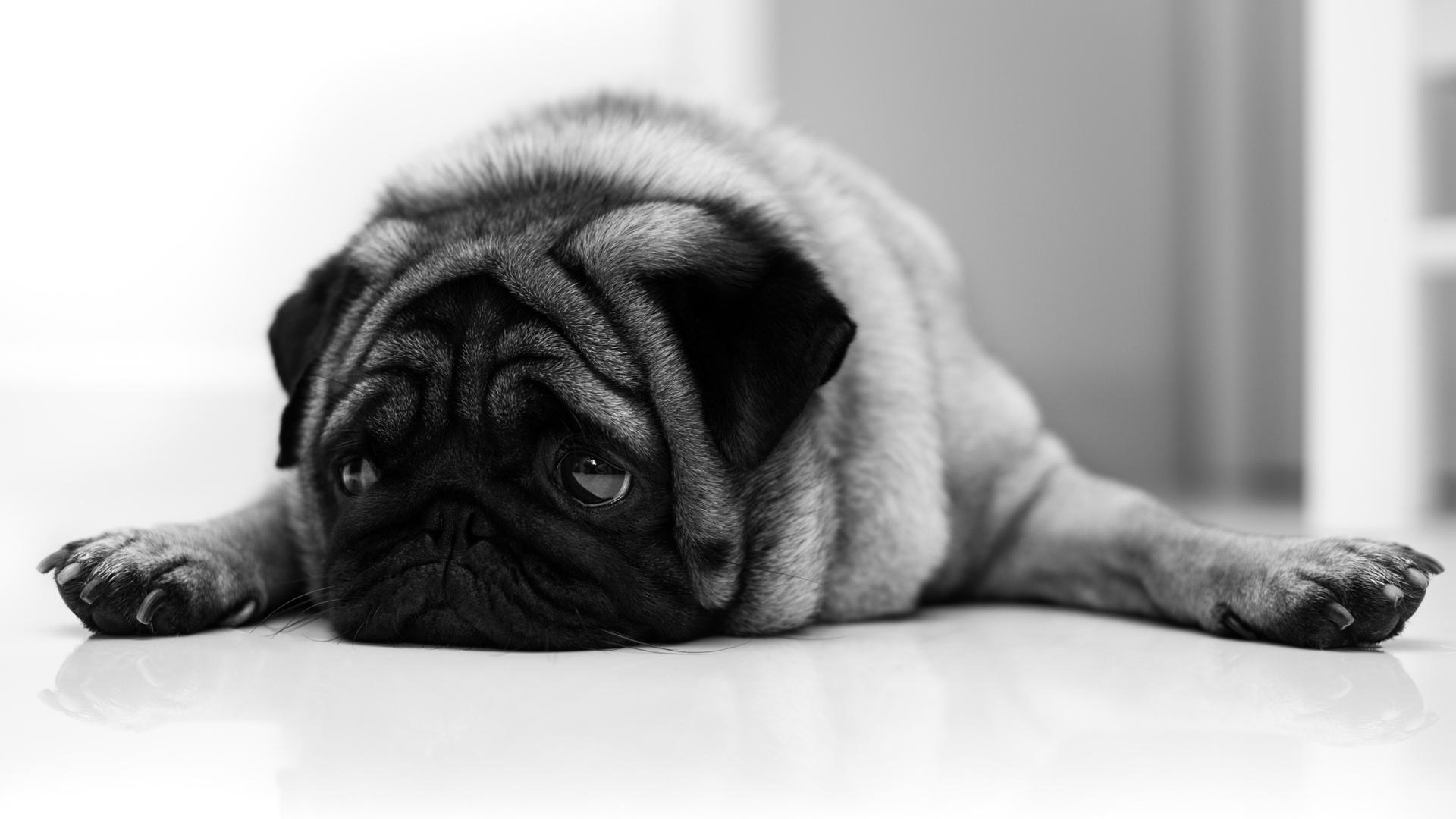 喵言喵语的个人主页（封面预览） - 主页封面设置 - 站酷设计师喵言喵语原创素材 - 站酷ZCOOL