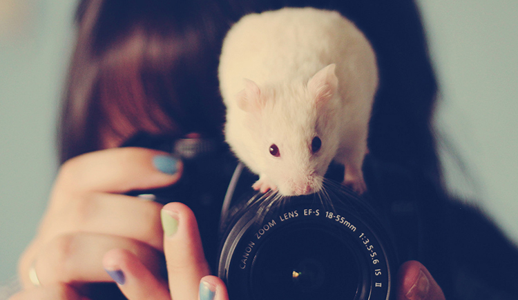 Picture