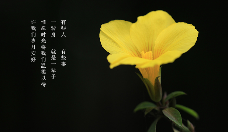 小胡子de風(fēng)的個(gè)人主頁(yè)（封面預(yù)覽） - 主頁(yè)封面設(shè)置 - 站酷設(shè)計(jì)師小胡子de風(fēng)原創(chuàng)素材 - 站酷ZCOOL