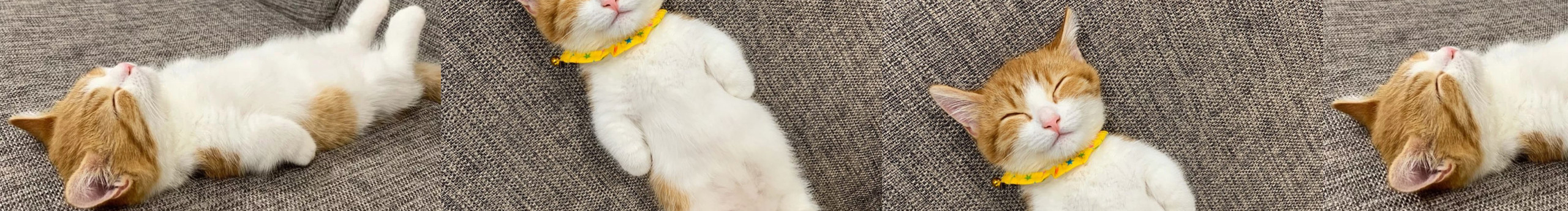 绿豆馅的糕糕的个人主页（封面预览） - 主页封面设置 - 站酷设计师绿豆馅的糕糕原创素材 - 站酷ZCOOL