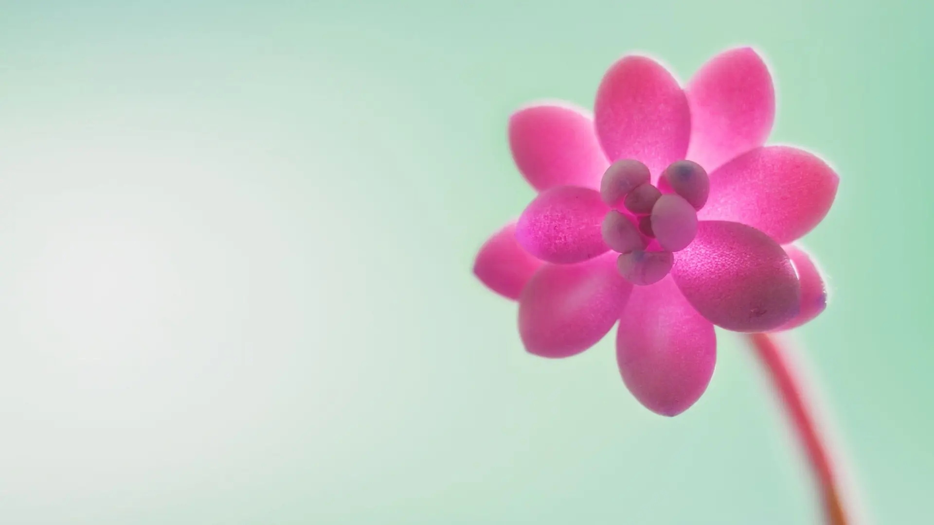 杨柳与青青的个人主页（封面预览） - 主页封面设置 - 站酷设计师杨柳与青青原创素材 - 站酷ZCOOL