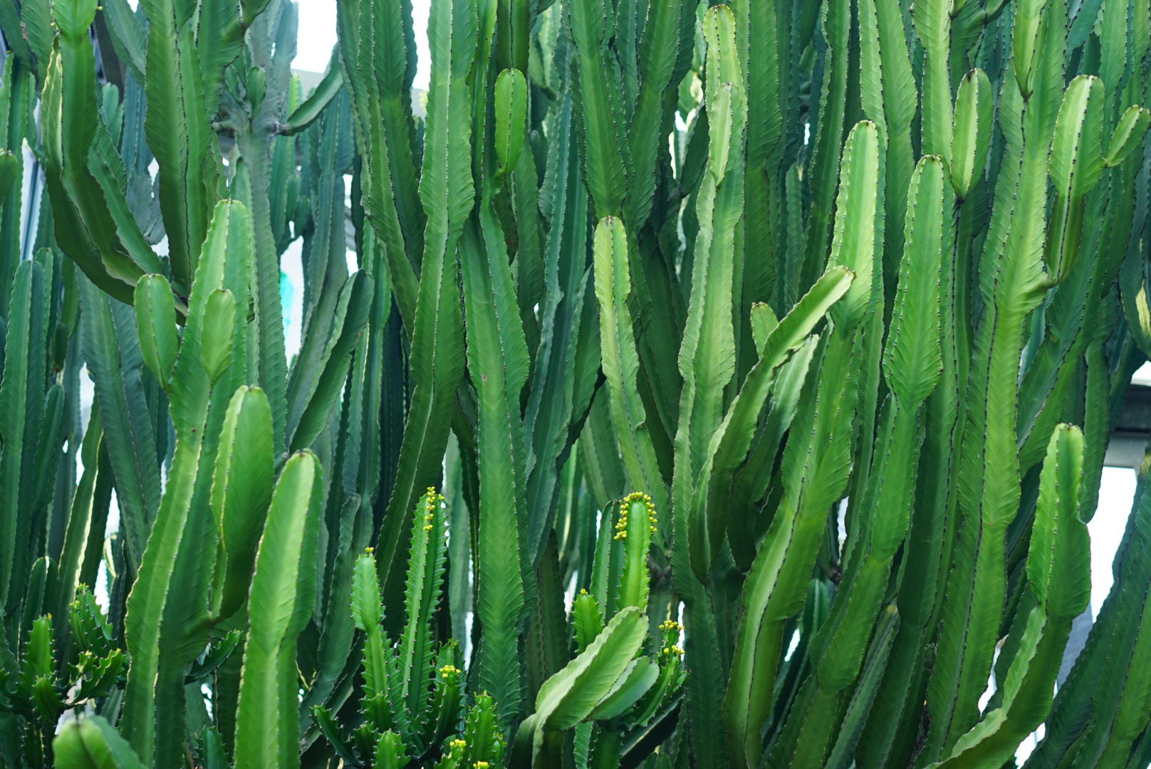 _是是微_的个人主页（封面预览） - 主页封面设置 - 站酷设计师_是是微_原创素材 - 站酷ZCOOL