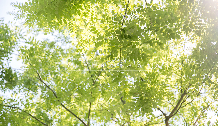 yifengphoto的个人主页（封面预览） - 主页封面设置 - 站酷设计师yifengphoto原创素材 - 站酷ZCOOL