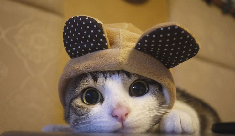 黑丑丑的個人主頁（封面預覽） - 主頁封面設置 - 站酷設計師黑丑丑原創(chuàng)素材 - 站酷ZCOOL