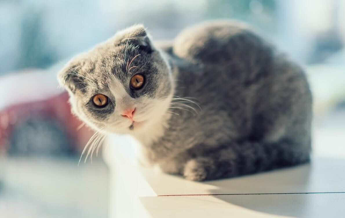 缺失的骨髓的个人主页（封面预览） - 主页封面设置 - 站酷设计师缺失的骨髓原创素材 - 站酷ZCOOL