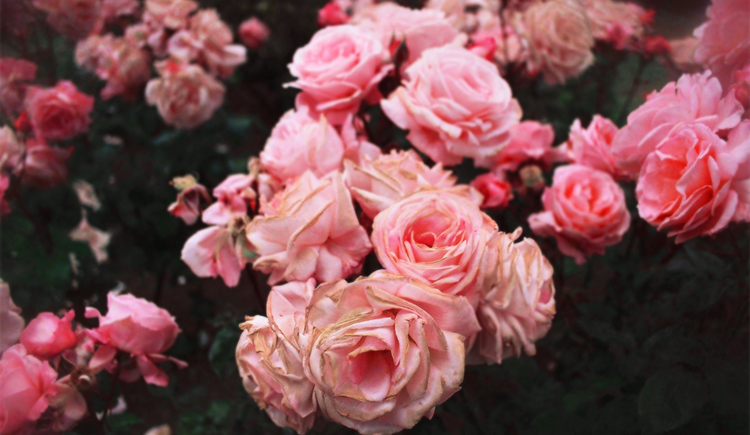 noirneco的個人主頁（封面預(yù)覽） - 主頁封面設(shè)置 - 站酷設(shè)計師noirneco原創(chuàng)素材 - 站酷ZCOOL