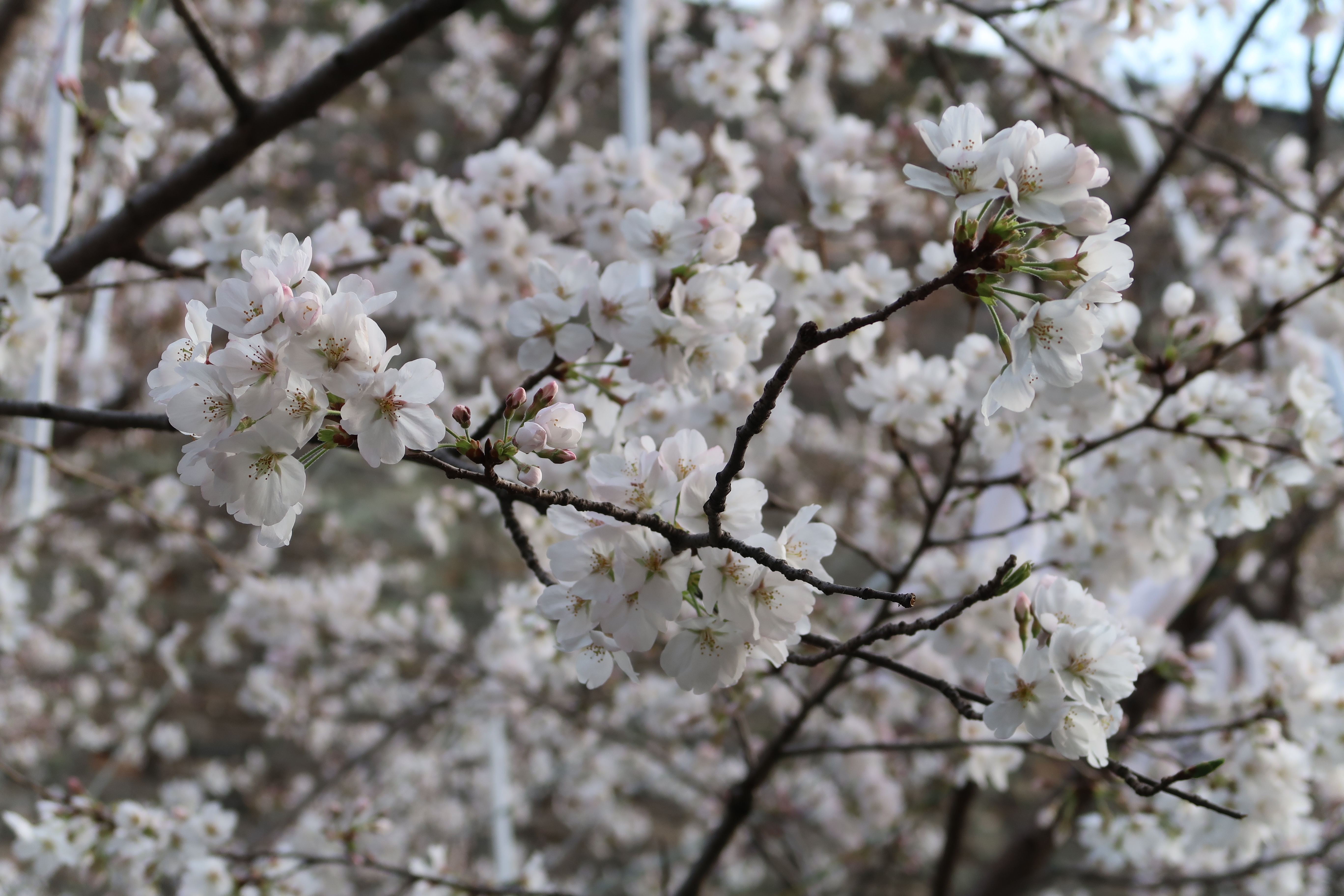 居音十四的个人主页（封面预览） - 主页封面设置 - 站酷设计师居音十四原创素材 - 站酷ZCOOL