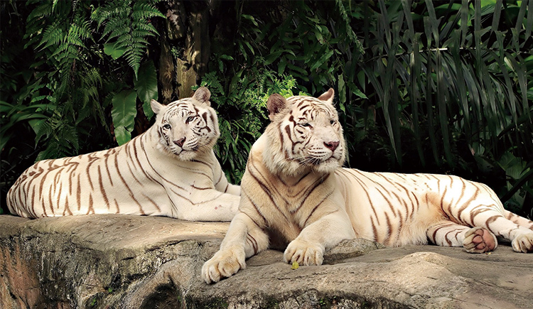 愛(ài)看怪獸的八月的個(gè)人主頁(yè)（封面預(yù)覽） - 主頁(yè)封面設(shè)置 - 站酷設(shè)計(jì)師愛(ài)看怪獸的八月原創(chuàng)素材 - 站酷ZCOOL