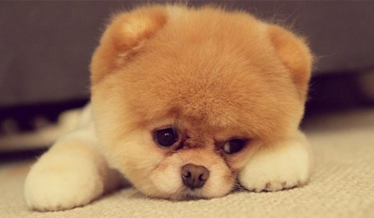 不可一世的骄傲的个人主页（封面预览） - 主页封面设置 - 站酷设计师不可一世的骄傲原创素材 - 站酷ZCOOL