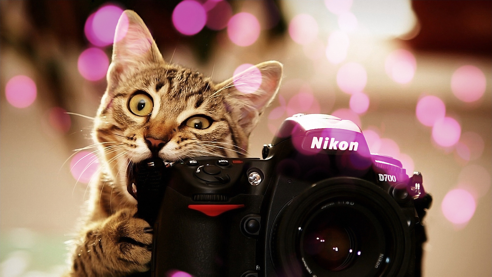 Котик с фотоаппаратом