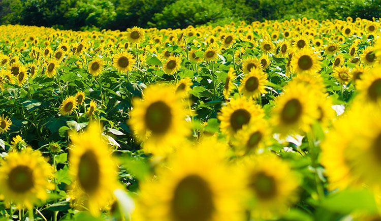 ConnieWN的個人主頁（封面預(yù)覽） - 主頁封面設(shè)置 - 站酷設(shè)計師ConnieWN原創(chuàng)素材 - 站酷ZCOOL