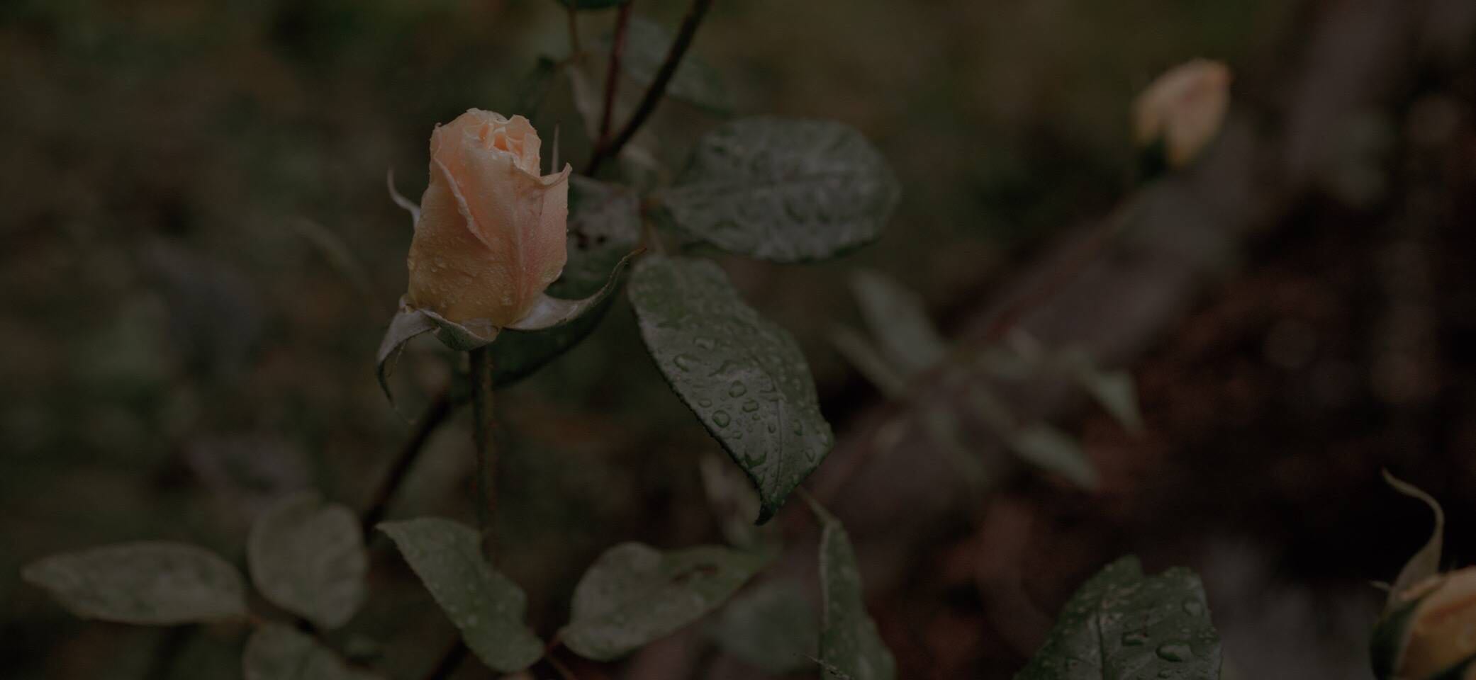 Butbeautiful的个人主页（封面预览） - 主页封面设置 - 站酷设计师Butbeautiful原创素材 - 站酷ZCOOL