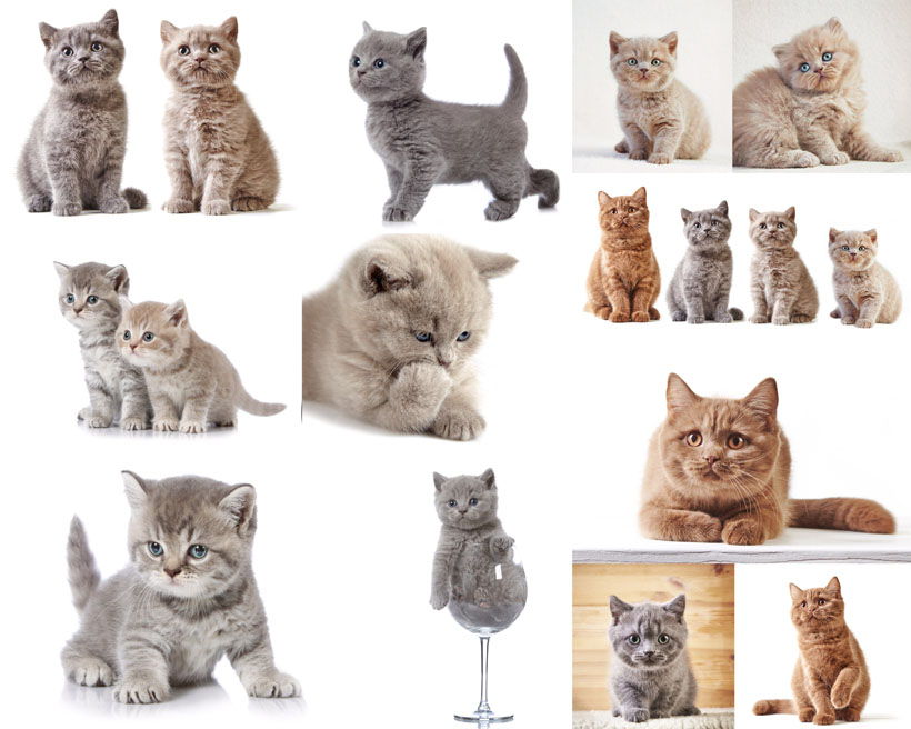 孜然味的小怪獸的個人主頁（封面預覽） - 主頁封面設置 - 站酷設計師孜然味的小怪獸原創(chuàng)素材 - 站酷ZCOOL