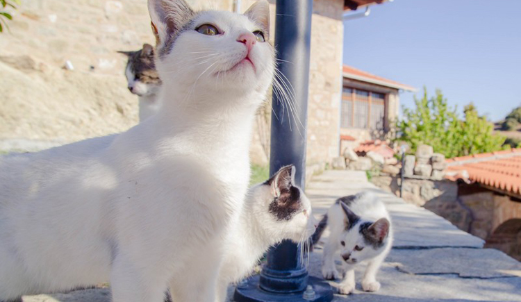 小蘇愛(ài)吃魚(yú)的個(gè)人主頁(yè)（封面預(yù)覽） - 主頁(yè)封面設(shè)置 - 站酷設(shè)計(jì)師小蘇愛(ài)吃魚(yú)原創(chuàng)素材 - 站酷ZCOOL