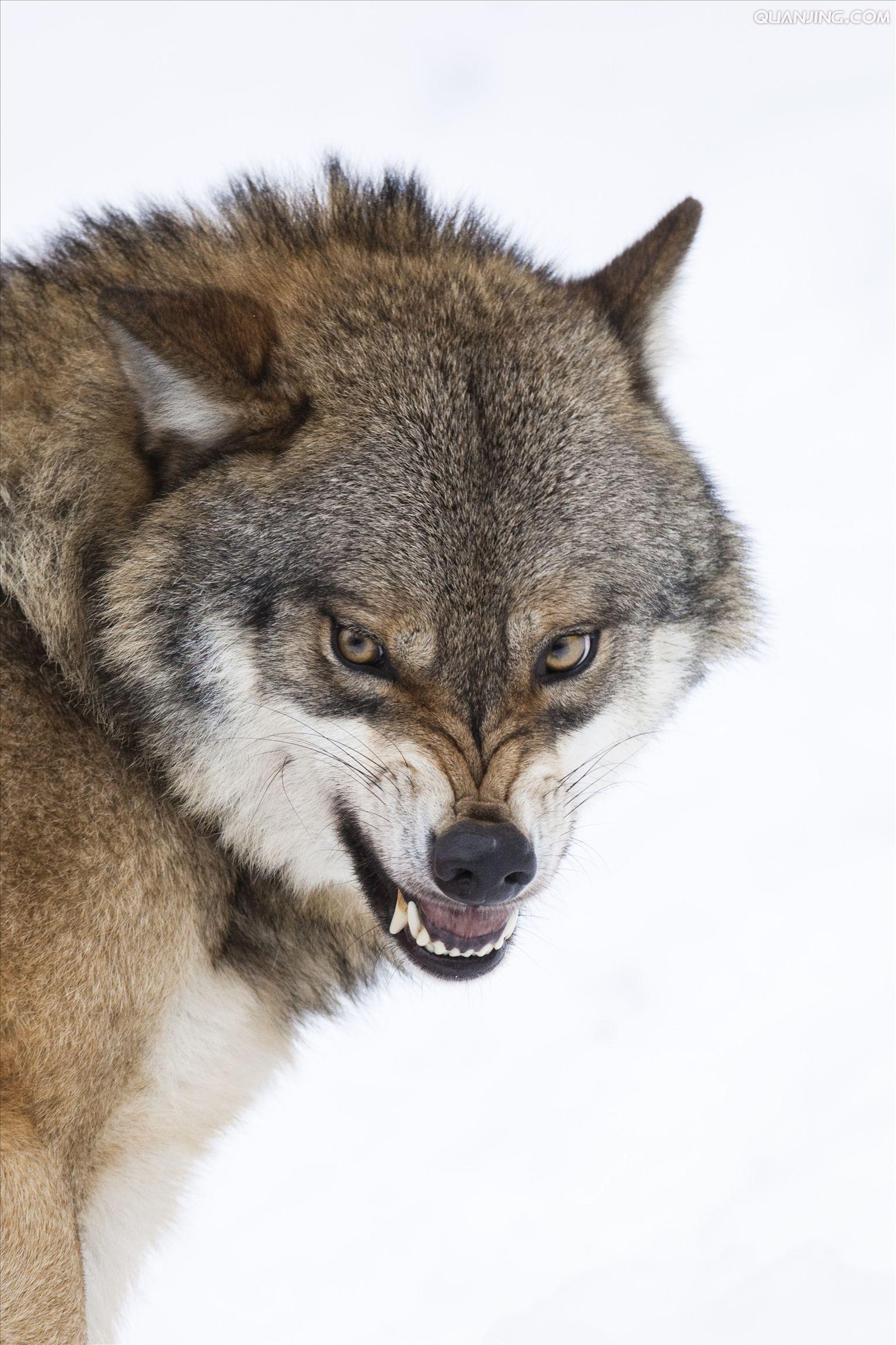 Ian是你么的個人主頁（封面預(yù)覽） - 主頁封面設(shè)置 - 站酷設(shè)計師Ian是你么原創(chuàng)素材 - 站酷ZCOOL