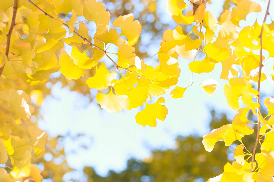 芝士就是力量121的個(gè)人主頁（封面預(yù)覽） - 主頁封面設(shè)置 - 站酷設(shè)計(jì)師芝士就是力量121原創(chuàng)素材 - 站酷ZCOOL
