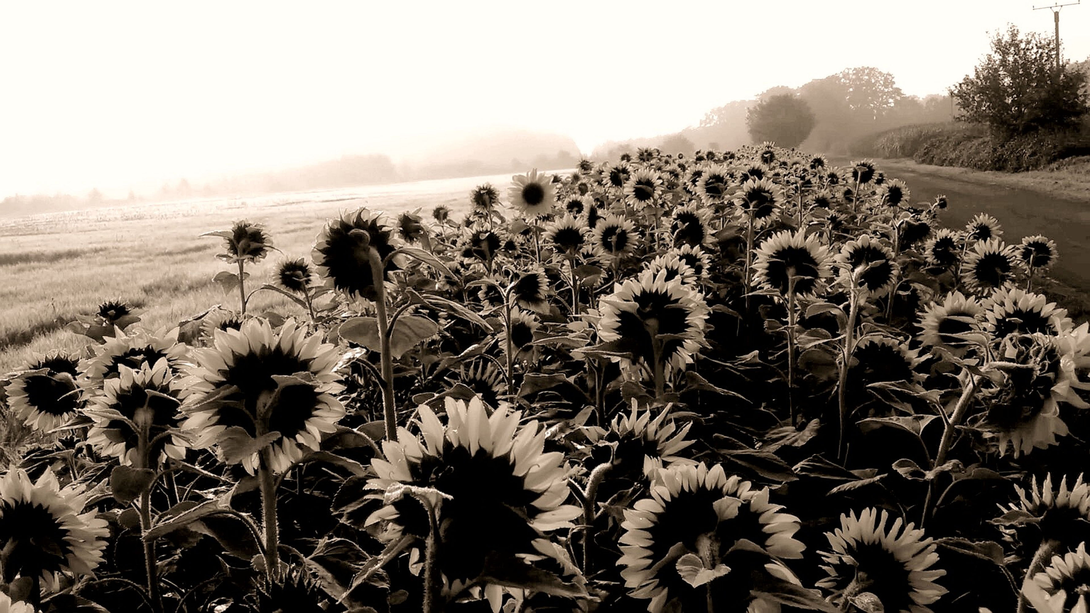 不吃香菜的夏bb的個(gè)人主頁(yè)（封面預(yù)覽） - 主頁(yè)封面設(shè)置 - 站酷設(shè)計(jì)師不吃香菜的夏bb原創(chuàng)素材 - 站酷ZCOOL