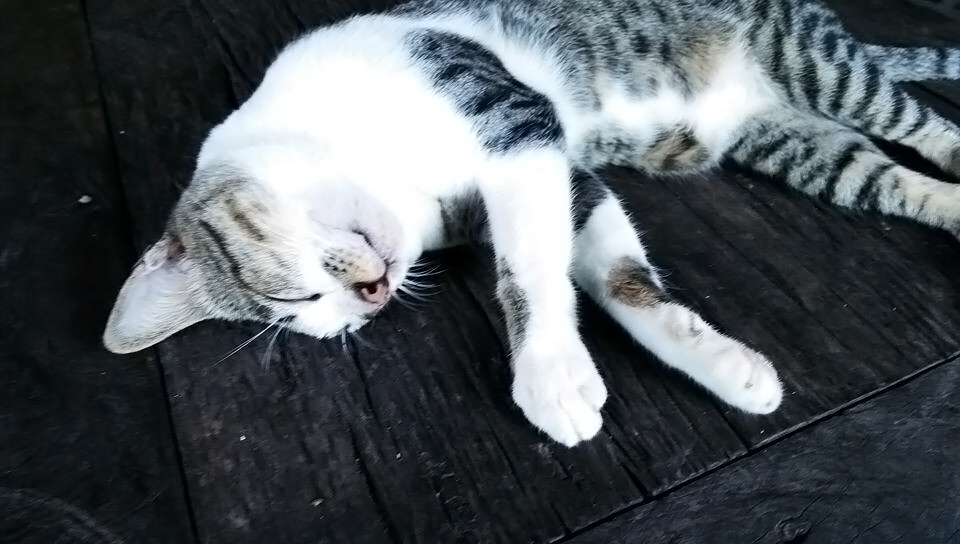 大錘Miss的個人主頁（封面預覽） - 主頁封面設置 - 站酷設計師大錘Miss原創(chuàng)素材 - 站酷ZCOOL