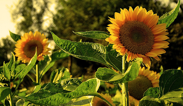 鑫鑫1234的个人主页（封面预览） - 主页封面设置 - 站酷设计师鑫鑫1234原创素材 - 站酷ZCOOL