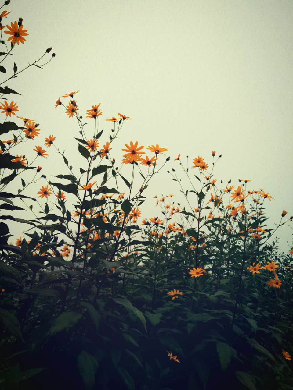 SHINE1115的個(gè)人主頁（封面預(yù)覽） - 主頁封面設(shè)置 - 站酷設(shè)計(jì)師SHINE1115原創(chuàng)素材 - 站酷ZCOOL