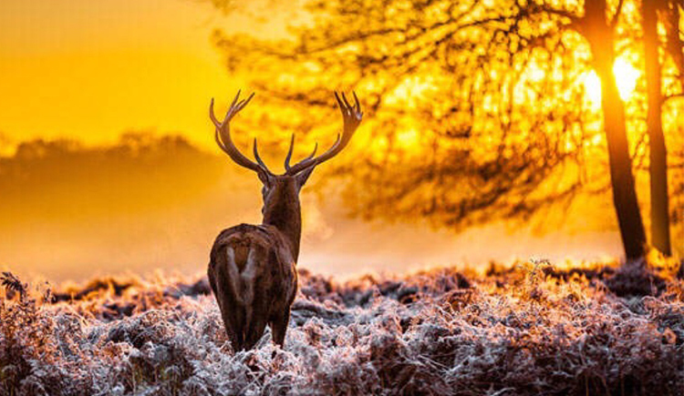 小逗号设计的个人主页（封面预览） - 主页封面设置 - 站酷设计师小逗号设计原创素材 - 站酷ZCOOL