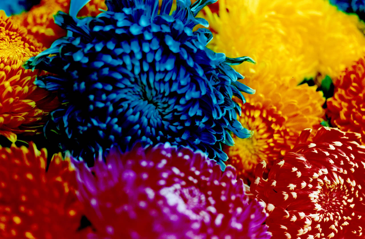 ppangerz的个人主页（封面预览） - 主页封面设置 - 站酷设计师ppangerz原创素材 - 站酷ZCOOL