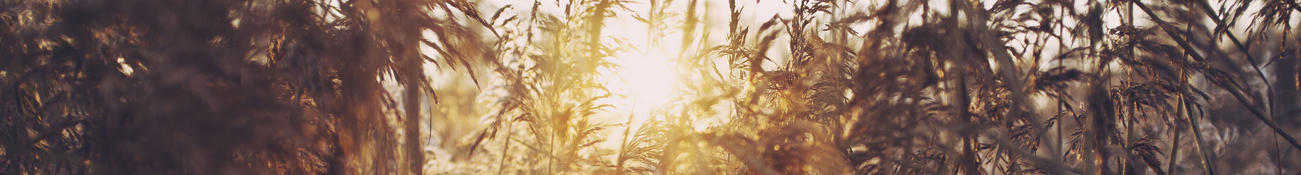 一支芦苇的个人主页（封面预览） - 主页封面设置 - 站酷设计师一支芦苇原创素材 - 站酷ZCOOL